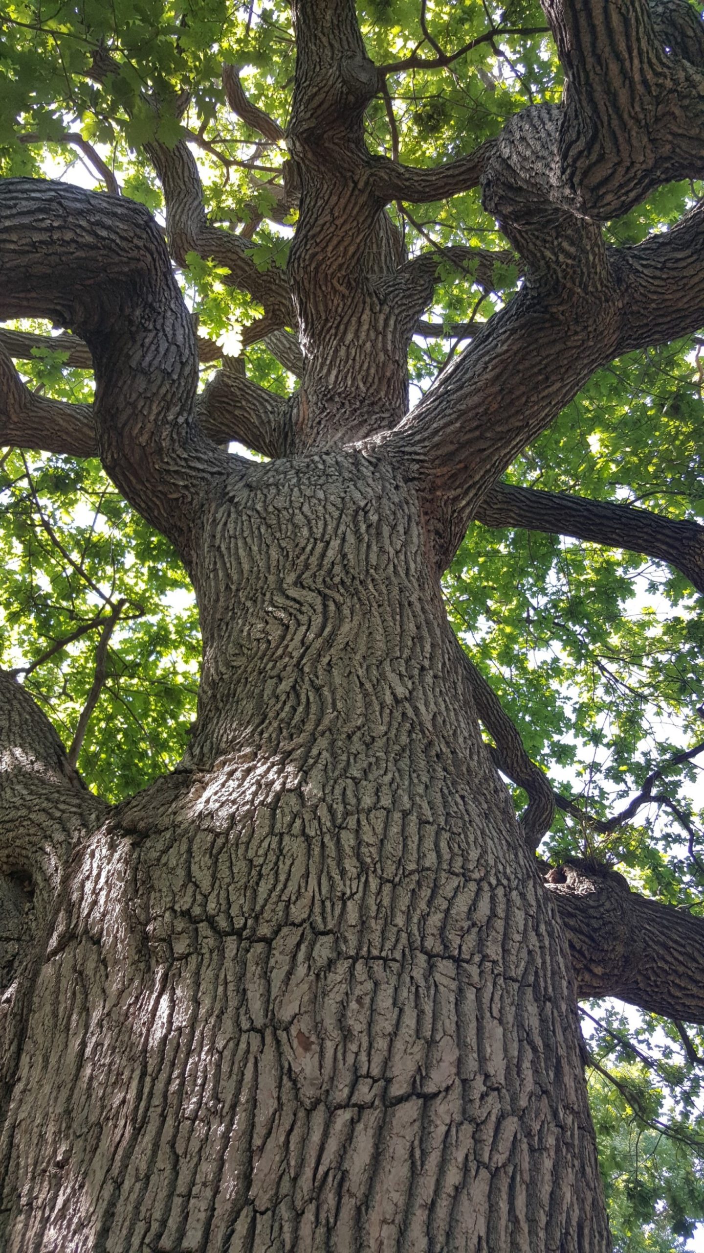 Garrick-Santo Landscape Co.