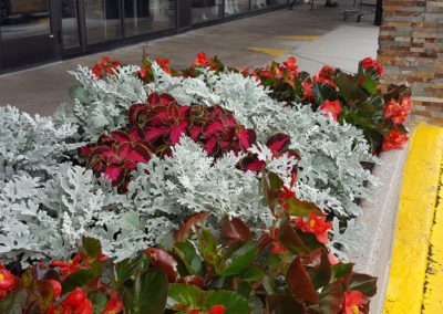 Commercial Planting