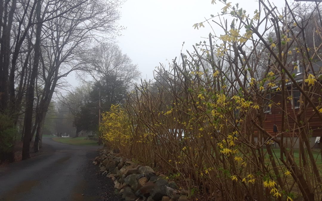 Plant of the Week: Forsythia