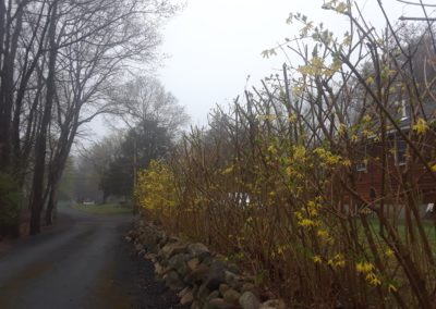 Hedge Trim
