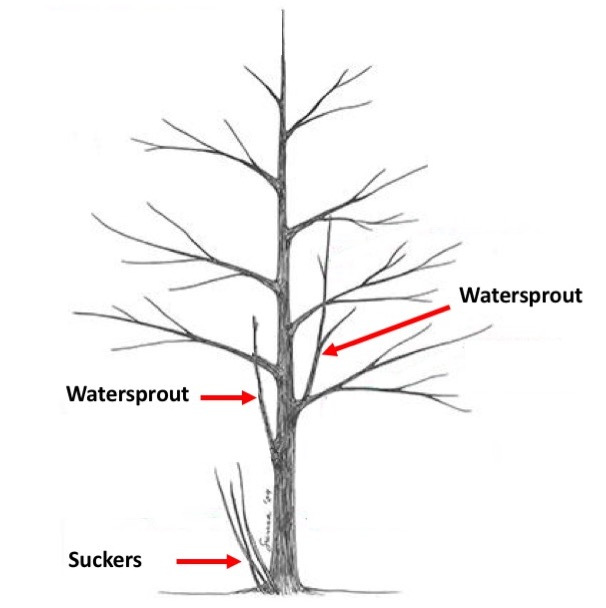 Plant of the Week: Tree Hazards
