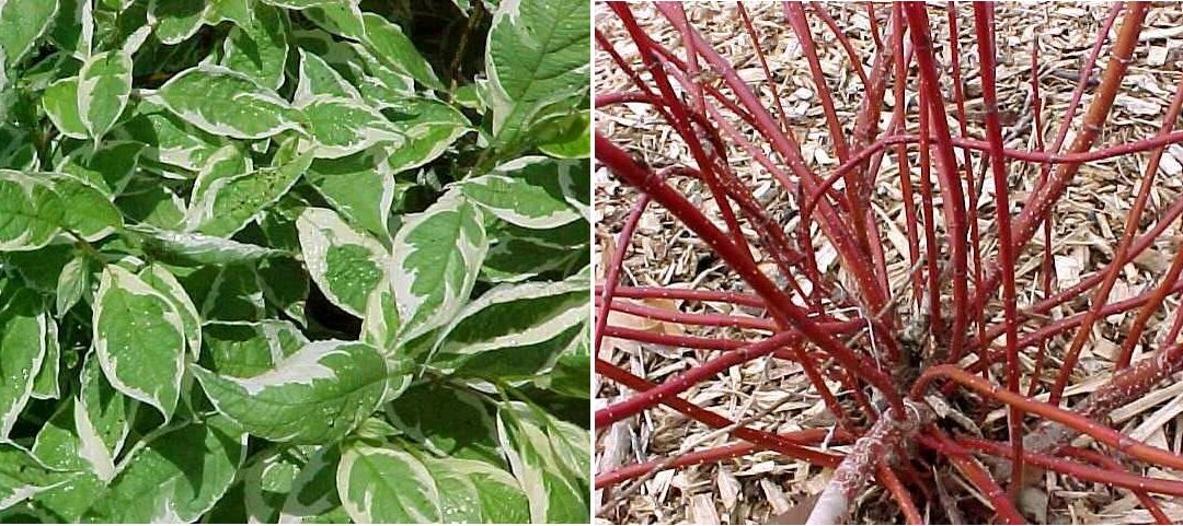 Plant of the Week: Red Twig Dogwood