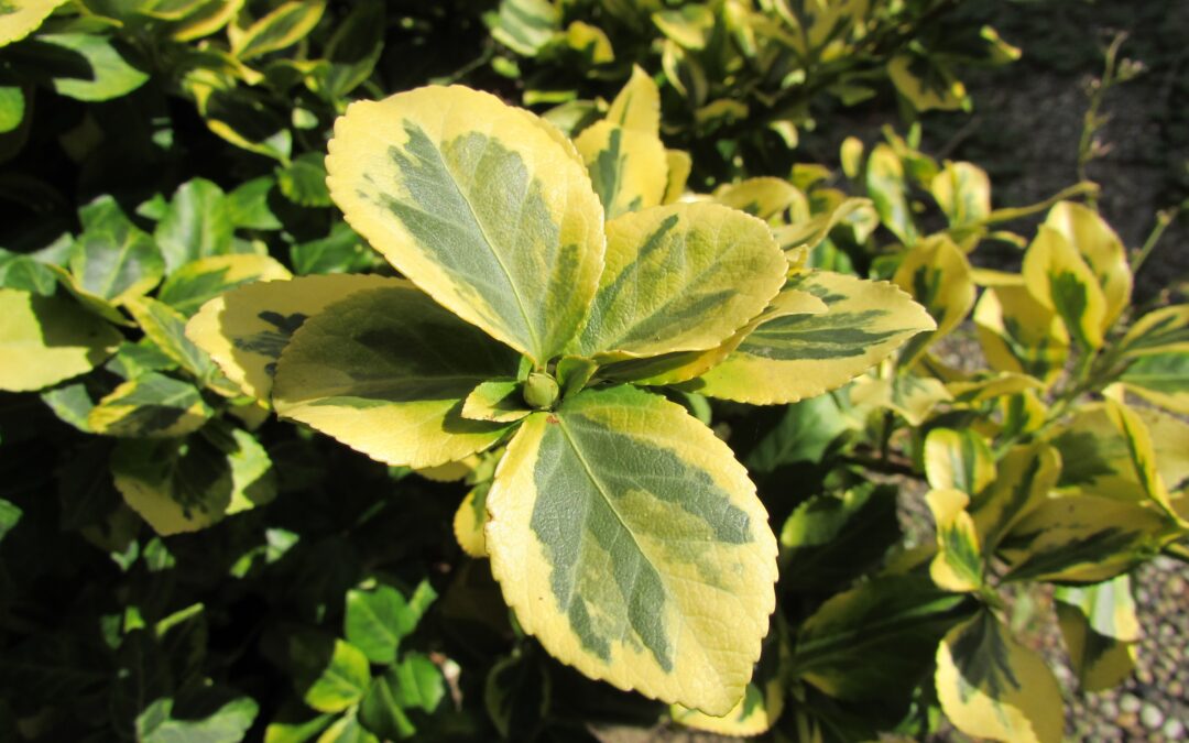 Plant of the Week: Wintercreeper