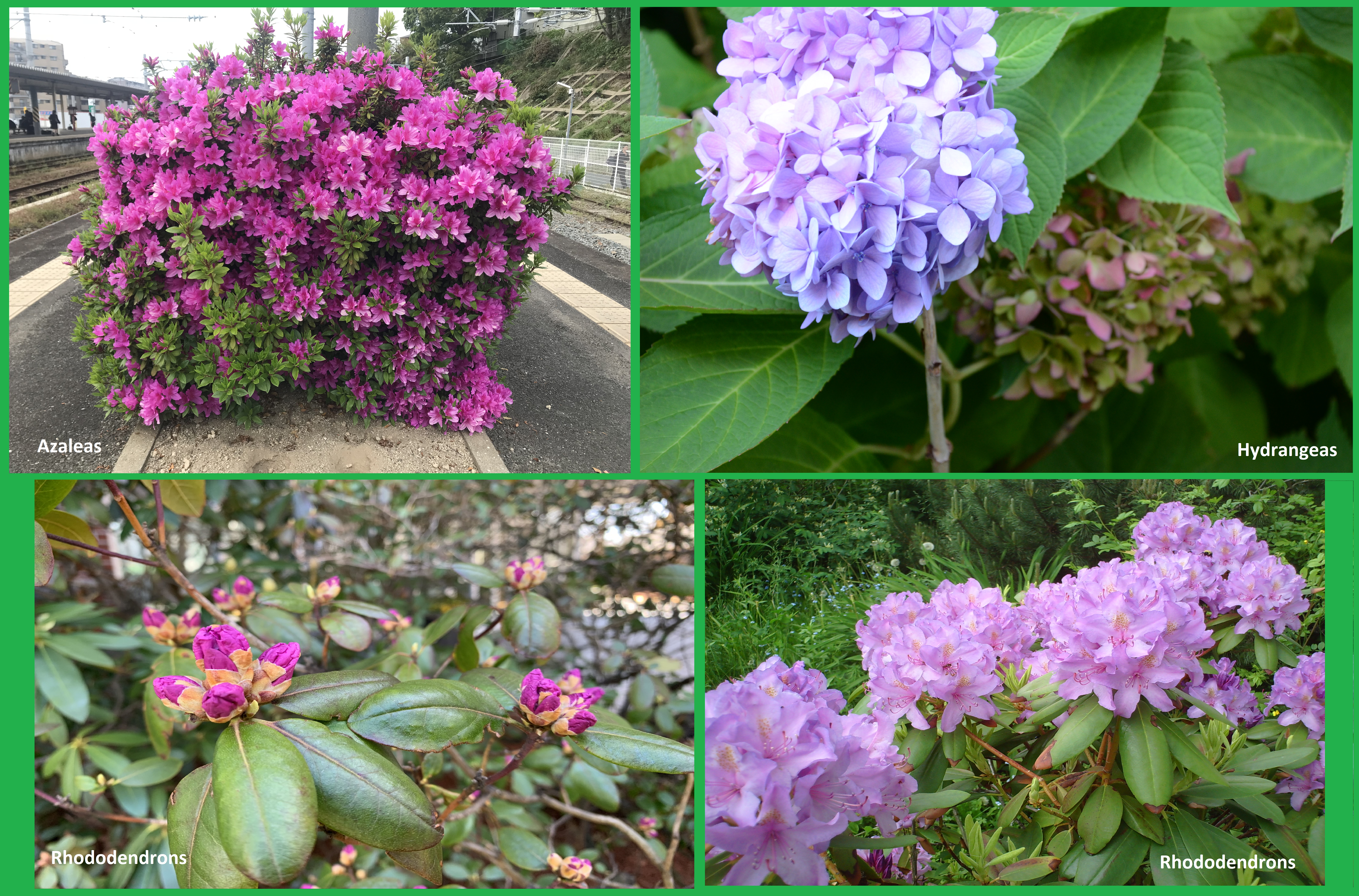 Plant of the Week: Flowering Shrubs