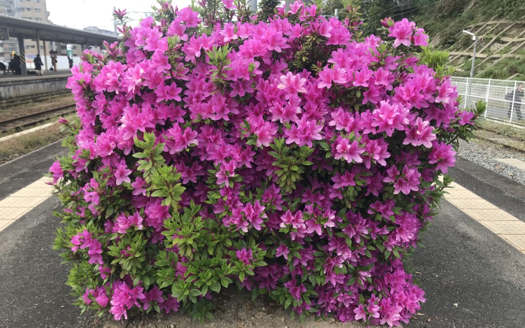 Plant of the Week: Azaleas