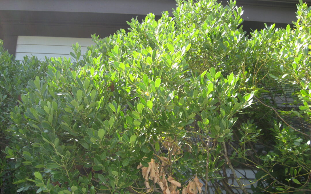 Plant of the Week: Inkberry