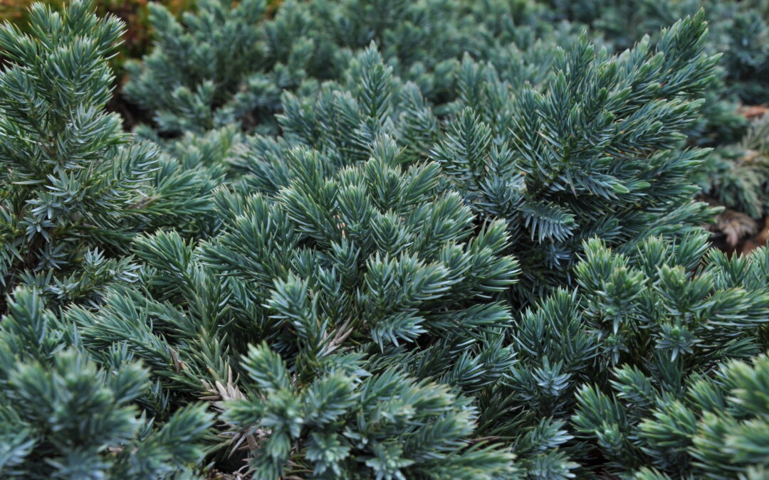 Plant of the Week: Juniper